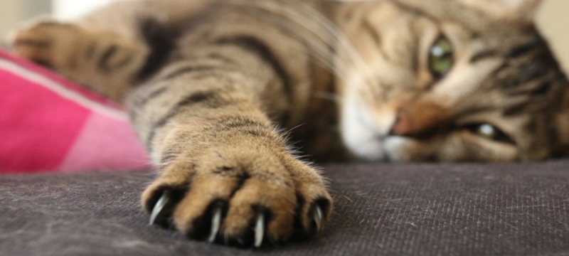 Кофе, маркер, когти: честный краш-тест тканей в салоне Мебель Лотус